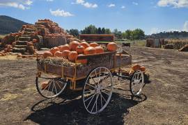 José de Jesús Durán Flores, fundador de La Huerta de Girasoles, explicó que la diversificación con calabazas, girasoles y manzanas ha impulsado el turismo en la región.