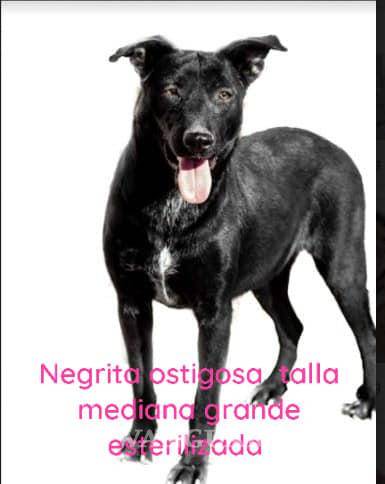 Saltillo: ¿has visto estos perritos? Asaltan a Fundación Lomitos al Rescate y varios se perdieron