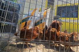 El prgrama de reparto de aves de corral en la zona rural, lleva un avance del 80 por ciento.
