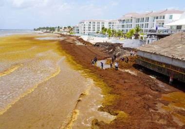 En los periodos de mayor presencia, hasta 9 mil 54 toneladas diarias llegan a las costas de Quintana Roo.