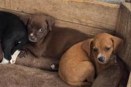 Autoridades de Gómez Palacio, Durango, confirmaron los dos primeros casos de gusano barrenador en perros ubicados dentro de la mancha urbana.