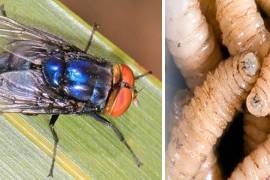La mosca estéril es dispersada mediante vuelos en diferentes regiones de Coahuila como parte del control de la plaga.