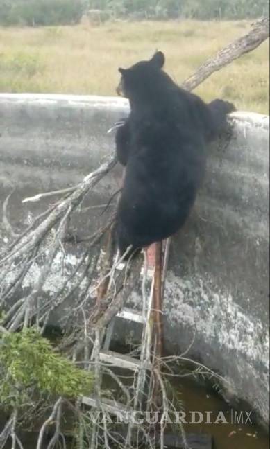Trabajador rescata a oso negro atrapado en estanque en rancho de Hermanas, Coahuila