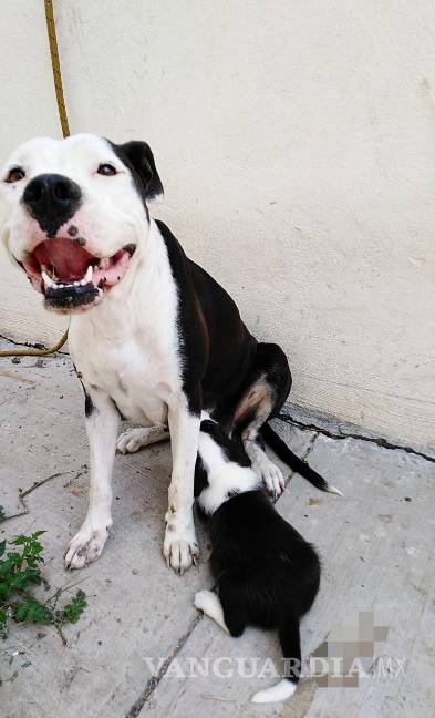 $!Perrita pierde a todos sus cachorros, pero internet se une para hacerla feliz