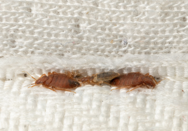 Las chinches de cama son plagas molestas y difíciles de eliminar una vez que invaden un hogar.