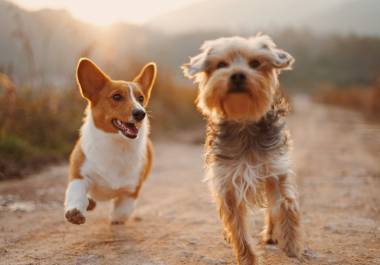 Los perros son la mascota predilecta de los coahuilenses: hay más de un millón en la entidad.