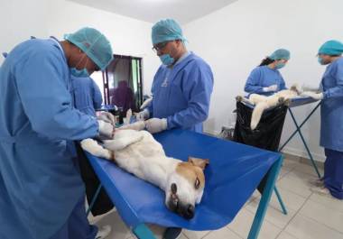 Veterinario aplica anestesia previa a un perro durante la jornada de esterilización.