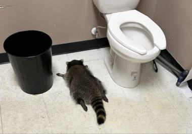 En esta foto proporcionada por Samantha Martin, se ve a un mapache borracho y desmayado en un baño público en Ashland, Virginia.