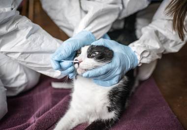 Muchos veterinarios han tratado a los gatos como si fueran perros pequeños, tomando pruebas y tratamientos desarrollados para pacientes caninos.