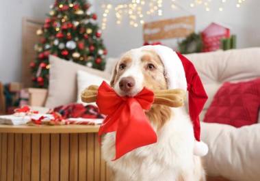 Así que antes de compartir un trozo de pavo o cualquier otro platillo delicioso, es necesario que evalúes si los alimentos son adecuados para su consumo.