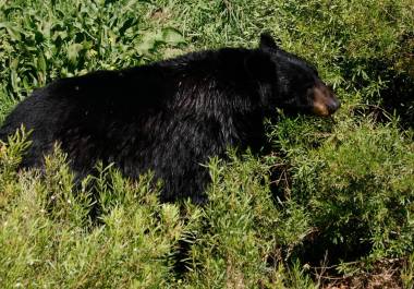Los osos Capy, Camila, Buñuelo, Samu y Bebé Leche celebrarán 15 años en el Museo del Desierto, tras haber sido rescatados del incendio forestal ocurrido en 2011 en Boquillas del Carmen.