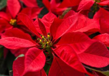 Una de las piezas fundamentales en las fiestas navideñas es la flor de Nochebuena, con su color rojo intenso hasta rosa pálido y blanco adornan los hogares.