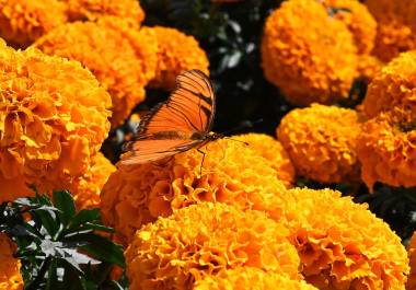 La flor de cempasúchil se utiliza en la medicina tradicional para aliviar molestias digestivas y cólicos; sus compuestos también despiertan interés por sus propiedades antioxidantes.