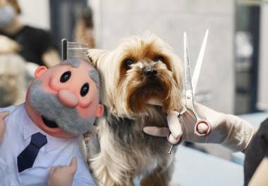 Las mascotas podrán presumir nuevo look a precios bajos, ya que las veterinarias de las populares farmacias del Dr. Simi, llamadas SimiPet Care, anunciaron la incorporación del nuevo servicio de estética.