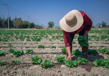 FDA de Estados Unidos se retractó de una declaración anterior en la que afirmaba que una muestra de lechuga mexicana empleada por Taylor Fresh Foods había dado positivo a ciclosporiasis.