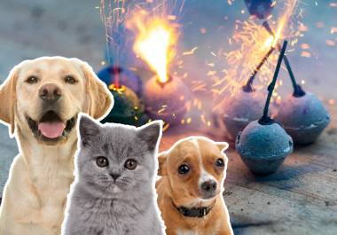 Una de las costumbres más arraigadas es la quema de fuegos artificiales, y más allá del espectáculo que puede ser, existen seres vivos que no disfrutan del todo la experiencia.