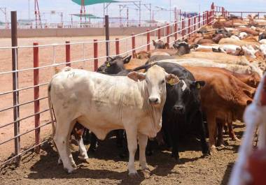El cierre de la frontera representa una prueba que exige unidad, fortaleza y liderazgo del sector.