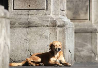 El perro “amarillo” que hemos visto por las calles de México ha sido reconocido por la PROPAEM como una nueva raza mexicana, ahora conocida como “Caramelo”.