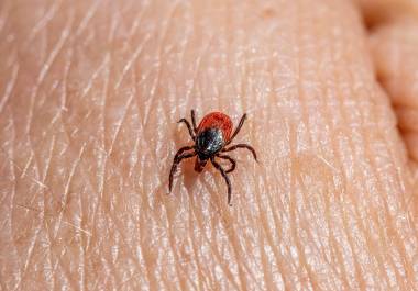 Personal de la Secretaría de Salud realizó inspecciones y activó medidas de vigilancia epidemiológica en la zona donde vivían los hermanos, como parte del protocolo ante la sospecha de rickettsiosis.