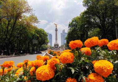 Trabajadores realizan la instalación de flores de cempasúchil sobre Paseo de la Reforma, frente al Ángel de la Independencia, como parte de los preparativos y adecuaciones urbanas en una de las zonas más emblemáticas de la CDMX.
