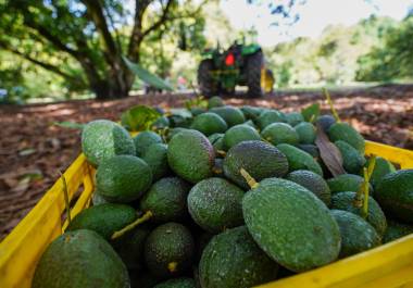 Estados Unidos reanudó sus actividades oficiales en Michoacán y las exportaciones de aguacate hacia su territorio, informó el embajador Ronald Johnson.