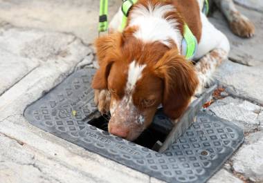 Saltillo se convierte en la primera ciudad de México en contar con un binomio canino para detección de fugas de agua potable de hasta dos metros de profundidad.