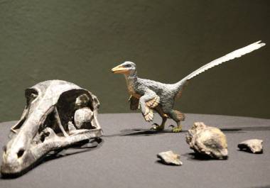 Xenovenator esponosai es una nueva especie de dinosaurio presentada hace pocos días por el Museo del Desierto.