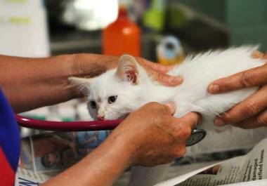 El Ayuntamiento de Saltillo inicia una campaña que ofrece esterilizaciones a bajo costo y desparasitaciones gratuitas.