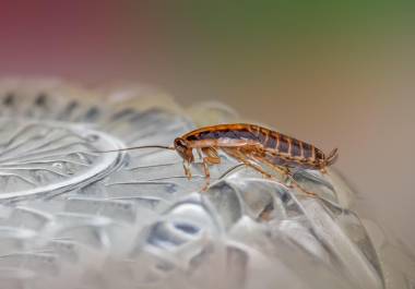 La prevención es clave: mantener la limpieza, sellar grietas y retirar la basura con frecuencia ayuda a evitar su proliferación