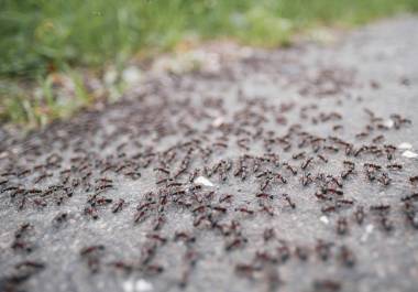 Estos insectos son más comunes en climas cálidos y suelen sentirse atraídos por restos de alimentos que no han sido limpiados adecuadamente.