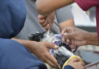 Los servicios estarán a cargo de Juro Veterinaria, bajo supervisión profesional.