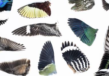 Las plumas han evolucionado durante 150 millones de años, hoy existen seis tipos distintos, todos fabricados con queratina, como el cabello humano.