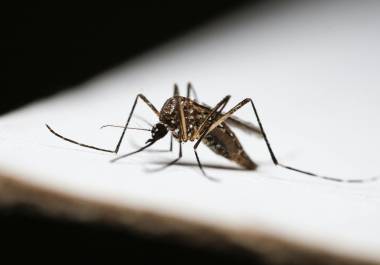 La OMS advierte que la mayoría de los casos de dengue suelen ser asintomáticos.