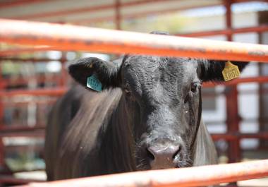 Productores de Coahuila enfrentan pérdidas millonarias tras más de un año sin acceso al mercado de Estados Unidos.