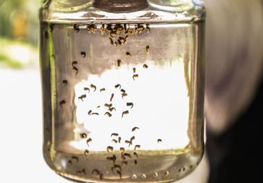 Secretaría de Salud llamó a la población de las entidades con presencia de dengue a retirar basura y objetos que acumulen agua.