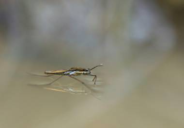 Autoridades sanitarias intensifican las recomendaciones a la población para eliminar recipientes con agua estancada en patios y azoteas, con el objetivo de reducir los riesgos de contagio de dengue en la entidad.