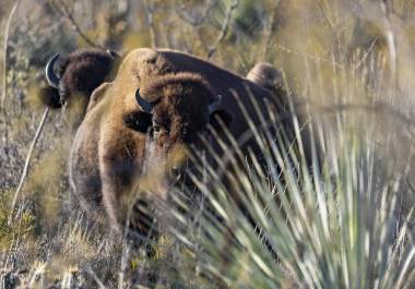 Los bisontes vuelven a correr los prados en una reserva en Cuatro Ciénegas