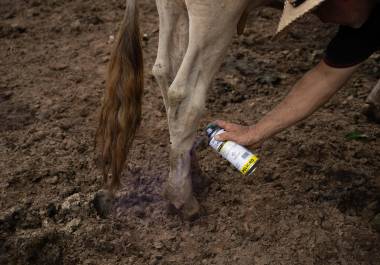Especialistas alertaron por la falta de recursos destinados a la sanidad animal en México.