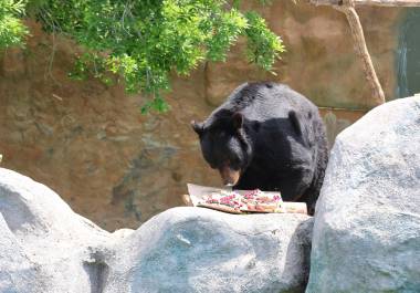 El oso negro es la especie que más recibe atención en el museo.