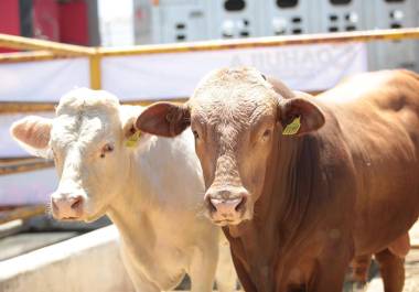 Los casos de ganado infectado por el gusano barrenador pasó de uno a 12 en la última semana.
