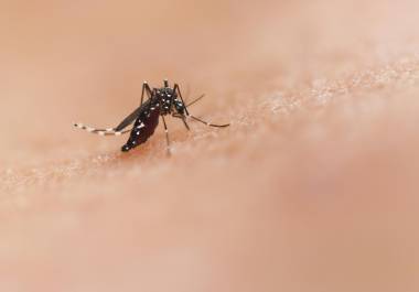Durante el último mes, Coahuila ha experimentado lluvias constantes y temperaturas superiores a los 30 grados, lo que ha favorecido la proliferación del mosquito transmisor del dengue.