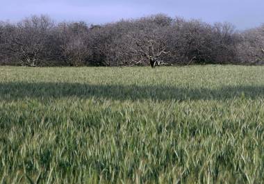 Sonora es el estado líder en México en producción de trigo.