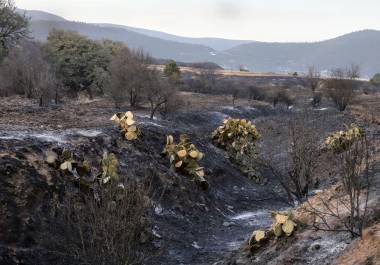 Restos de vegetación calcinada tras el incendio que afectó 73 hectáreas en la sierra de El Tunal, en Arteaga.