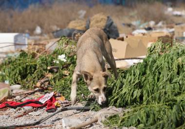 La organización Lomitos al Rescate AC inició una colecta para financiar los rescates y tratamientos de animales en situación vulnerable.