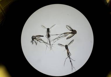 Los mosquitos hembra transmiten el virus al picar a un ave infectada por el virus y luego pican a una persona. Muchas de las personas infectadas no enferman.