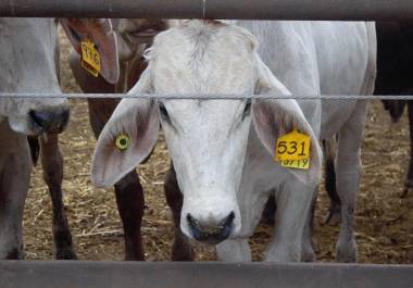 Luego de meses de alerta por esta plaga, se reporta el primer caso en el ganado de la entidad.