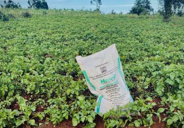 Un costal de fertilizante listo para su uso en la parcela de Elizabeth Wangua, el miércoles 25 de marzo de 2026, en Limuru, Kenia. (AP Foto/Jackson Njehia)
