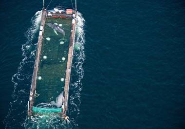 La ballena jorobada rescatada tras quedar varada cerca de Wismar, es transportada hacia el mar del Norte en un carguero, cerca de la frontera con Dinamarca, en Fehmarn, Alemania, el 29 de abril de 2026.