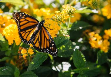 Las mariposas monarca no solo son un símbolo de la naturaleza, sino que también desempeñan un papel crucial en la polinización de diversas plantas.