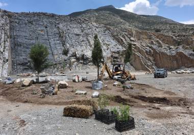 Plantaron cedros y otras especies nativas, evitando el uso de especies invasoras.